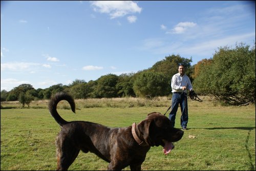 Dog Training Image