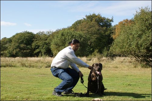 Dog Training Image