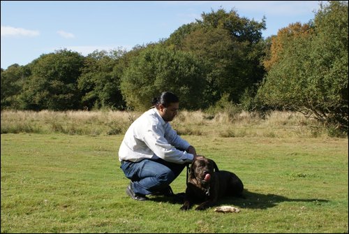 Dog Training Image