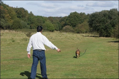 Dog Training Image