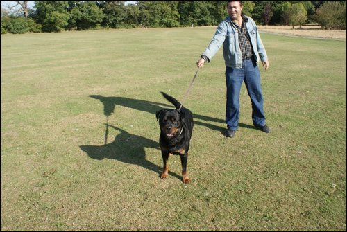 Dog Training Image